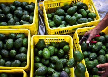Stocks making the biggest moves midday: NVO, AVO, OXY