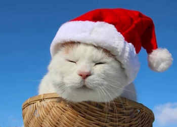 $SHIRO: Why the Original Might Be the Real Winner