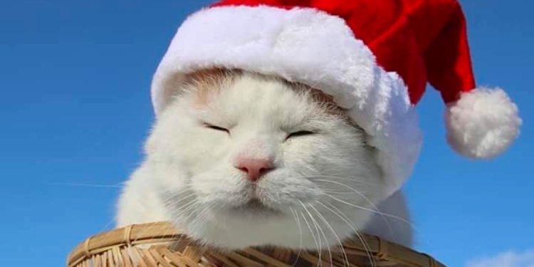 $SHIRO: Why the Original Might Be the Real Winner