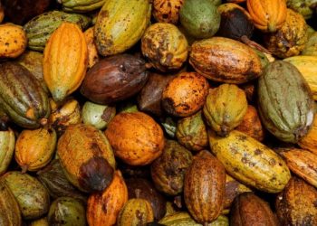 Cocoa market on the brink of big price surge