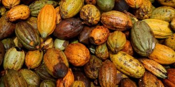 Cocoa market on the brink of big price surge