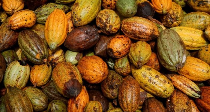 Cocoa market on the brink of big price surge