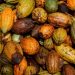 Cocoa market on the brink of big price surge