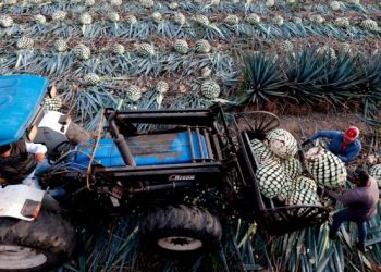 Falling demand leaves Mexico with a 500mn-litre tequila lake