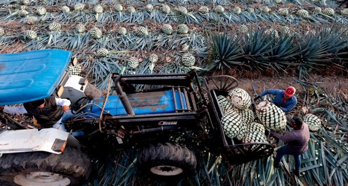 Falling demand leaves Mexico with a 500mn-litre tequila lake
