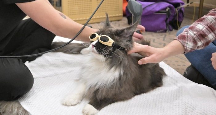 Is private equity behind the surging cost of veterinary care?