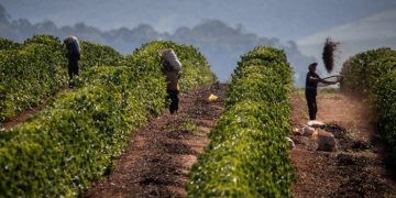 The rising cost of a caffeine fix