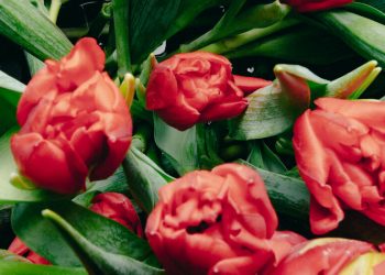 Should Tulips Replace Roses for Valentine’s Day? Florists Think So.