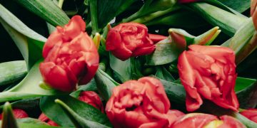 Should Tulips Replace Roses for Valentine’s Day? Florists Think So.