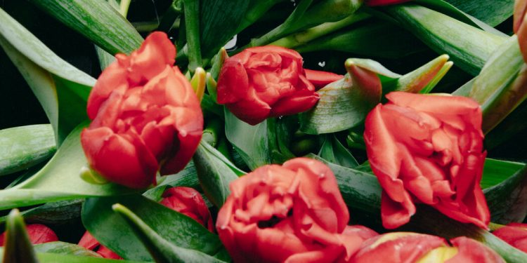 Should Tulips Replace Roses for Valentine’s Day? Florists Think So.