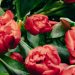 Should Tulips Replace Roses for Valentine’s Day? Florists Think So.