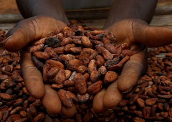 Cocoa stockpiles plunge to record low