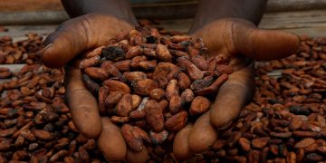 Cocoa stockpiles plunge to record low