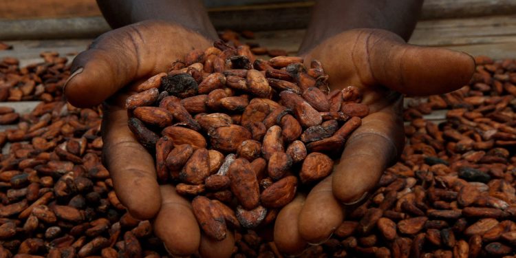 Cocoa stockpiles plunge to record low