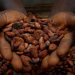 Cocoa stockpiles plunge to record low