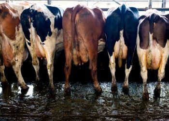 Europe seeks to replace imported Russian fertilisers with local manure