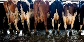 Europe seeks to replace imported Russian fertilisers with local manure