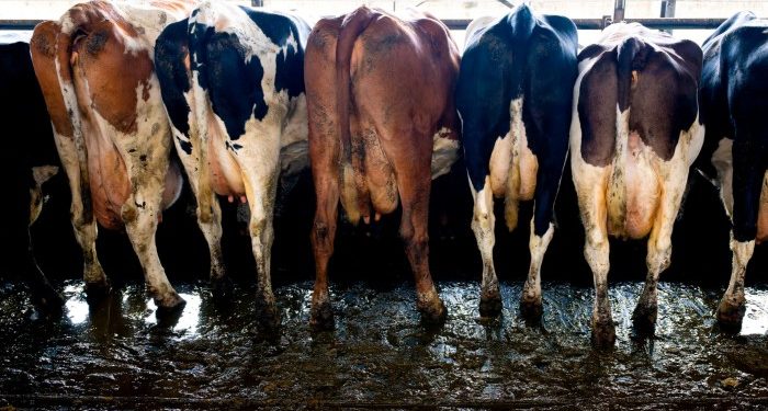 Europe seeks to replace imported Russian fertilisers with local manure