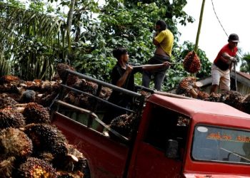 Producers braced for glut of palm oil after Indonesia curbs exports