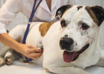 Europe’s biggest vet group considers London listing