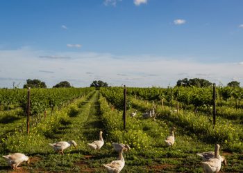 What Products Could Europe Levy in Retaliation to Trump’s Tariffs?