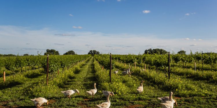 What Products Could Europe Levy in Retaliation to Trump’s Tariffs?