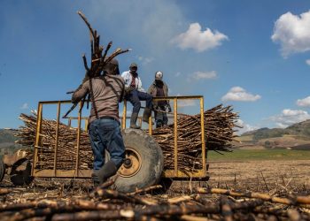 Trump Administration Lifts Ban on Sugar Company Central Romana Over Forced Labor