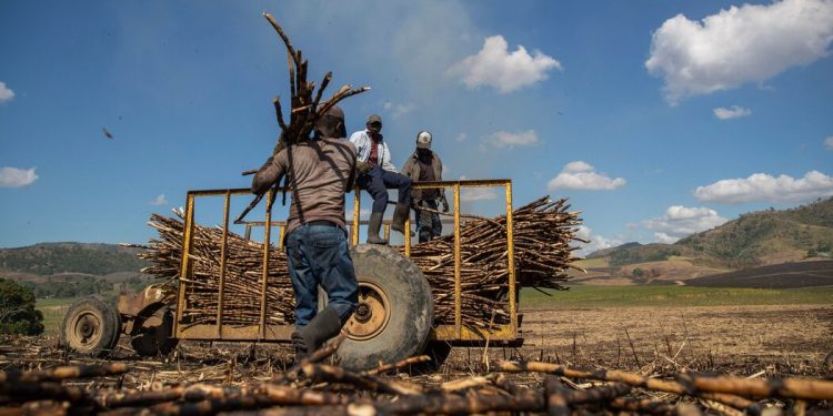 Trump Administration Lifts Ban on Sugar Company Central Romana Over Forced Labor