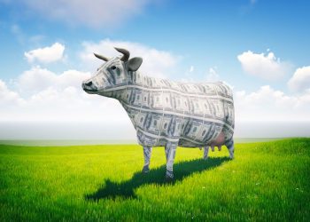 The Bullish Trade Setups to Watch Now