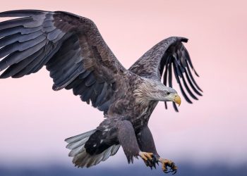 Airplanes of the Future Could Be Fitted With Feather-Like Flaps