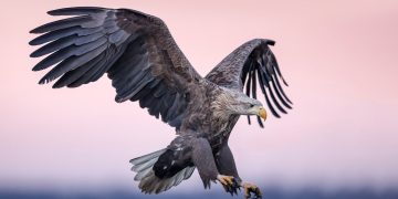 Airplanes of the Future Could Be Fitted With Feather-Like Flaps