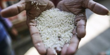 Prices slide as India unwinds ban on rice exports