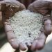Prices slide as India unwinds ban on rice exports