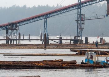 Trump orders probe into alleged dumping of lumber in US market