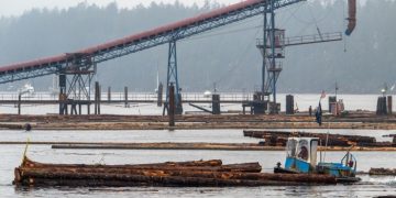 Trump orders probe into alleged dumping of lumber in US market