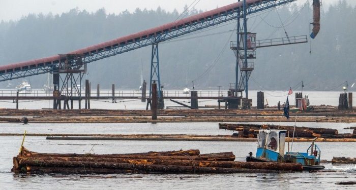 Trump orders probe into alleged dumping of lumber in US market