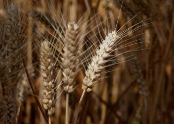 US grain prices fall as trade war sparks fears of glut