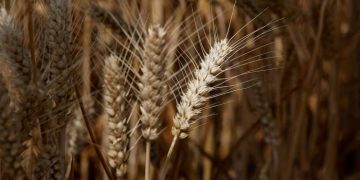US grain prices fall as trade war sparks fears of glut