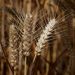 US grain prices fall as trade war sparks fears of glut
