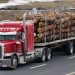 US lumber prices slide on Trump’s Canadian tariffs delay