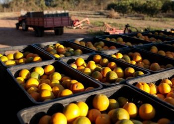 Orange juice prices plummet from record highs as demand sours