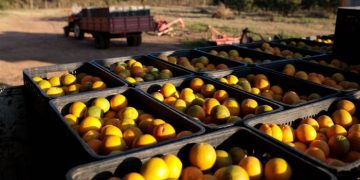 Orange juice prices plummet from record highs as demand sours