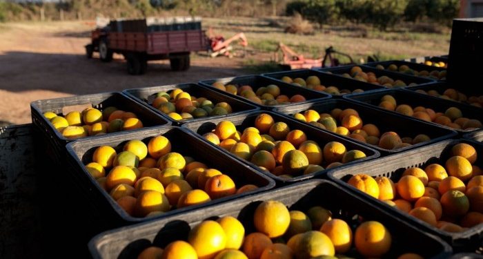 Orange juice prices plummet from record highs as demand sours