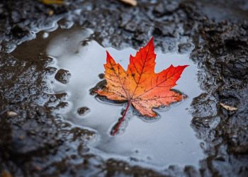 It gets even worse for Canada as China puts on tariffs