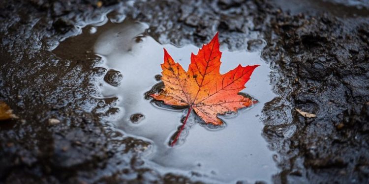 It gets even worse for Canada as China puts on tariffs