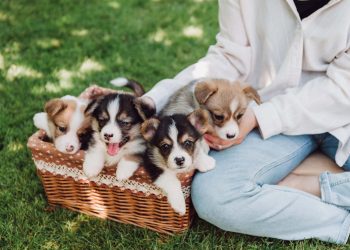 14 Best Side Hustles for Animal Lovers To Make Extra Money