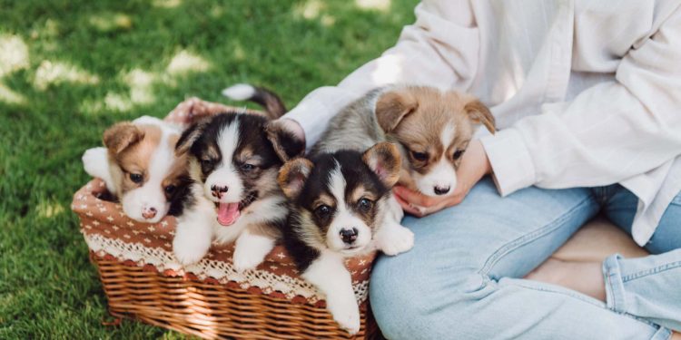 14 Best Side Hustles for Animal Lovers To Make Extra Money