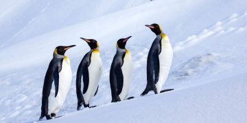 Trump Tariffs Hit Antarctic Islands Inhabited by Zero Humans and Many Penguins