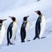 Trump Tariffs Hit Antarctic Islands Inhabited by Zero Humans and Many Penguins