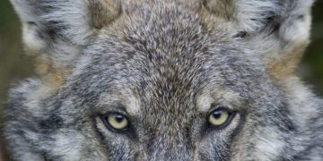 A Chips Act cautionary tale